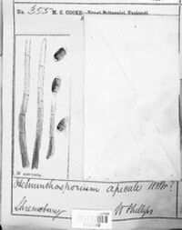 Brachysporium nigrum image